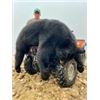 Image 2 : 6-DAY ALBERTA SPRING BLACK BEAR HUNT FOR 1 HUNTER - $4,750