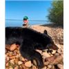 Image 3 : 6-DAY ALBERTA SPRING BLACK BEAR HUNT FOR 1 HUNTER - $4,750