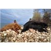 Image 4 : 6-DAY ALBERTA SPRING BLACK BEAR HUNT FOR 1 HUNTER - $4,750