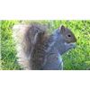 Image 3 : MISSOURI SQUIRREL HUNT FOR 1 - $1,600 / EXHIBITOR