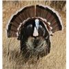 Image 2 : MEXICO GOULDS TURKEY HUNT FOR 2 HUNTERS- $6,400 / EXHIBITOR