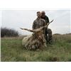 Image 4 : ROE DEER IN SERBIA FOR 2 - $6,600 / EXHIBITOR