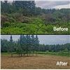 Image 4 : FORESTRY MULCHING/LAND CLEARING PACKAGE FOR 1 FULL DAY - $3,800 / EXHIBITOR