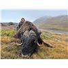 Image 1 : INUIT OUTFITTER SUMMER MUSK OX HUNT IN GREENLAND FOR 1 HUNTER - $9,500
