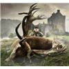 Image 1 : SCOTLAND RED STAG HUNT ON PRESTIGIOUS AND EXCLUSIVE ESTATES  WITH AIRFARE - OVER $10,000
