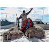 Image 2 : 5-DAY WALRUS HUNT IN CANADA FOR ONE HUNTER - $20,000