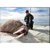 Image 3 : 5-DAY WALRUS HUNT IN CANADA FOR ONE HUNTER - $20,000