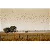 Image 1 : ARGENTINA DOVE SHOOTING FOR UP TO 6 HUNTERS- $16,800