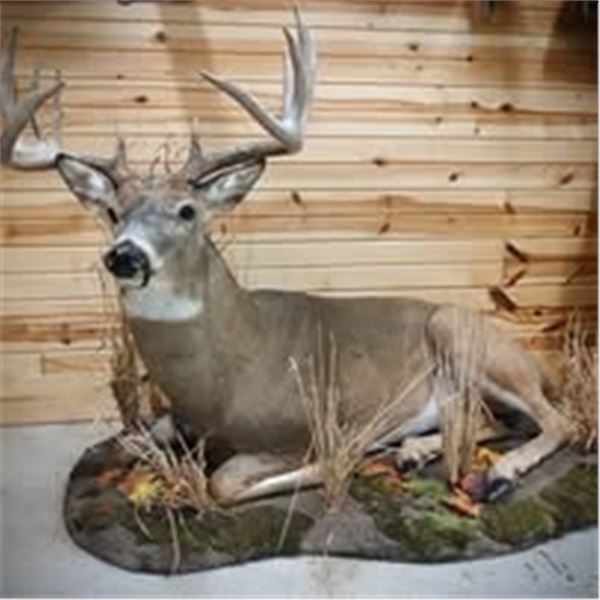 TAXIDERMY CREDIT - $2,500 / EXHIBITOR