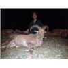 Image 3 : 2-DAY TEXAS AOUDAD AND HOG FOR 1 HUNTER - $4,500
