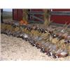 Image 3 : SOUTH DAKOTA PHEASANT HUNT - $4,500