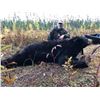 Image 1 : MINNESOTA GIANT BLACK BEAR HUNT FOR 1 HUNTER  - $6,900