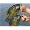 Image 4 : SOUTHEASTERN WISCONSIN GUIDED FISHING TRIP FOR 2 - $800