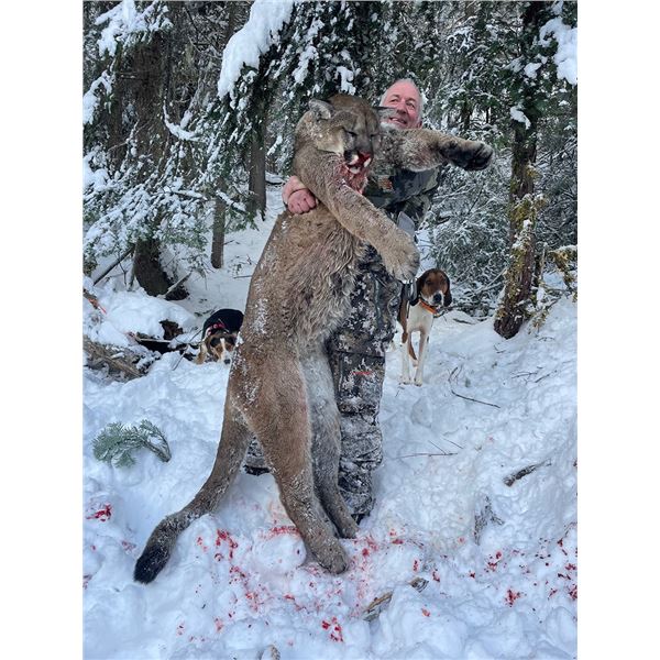 Mountain Lion Hunt - Idaho