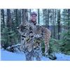Image 4 : Mountain Lion Hunt - Idaho
