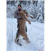 Image 5 : Mountain Lion Hunt - Idaho