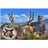 Image 5 : Archery Mule Deer - Colorado