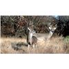 Image 3 : Coues Deer Hunt - Mexico