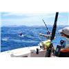 Image 10 : Los Cabos Sport Fishing - Mexico