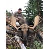 Image 4 : Shiras Moose Hunt - British Columbia