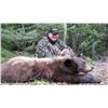 Image 2 : Black Bear Hunt - Ontario