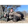 Image 2 : Cape Buffalo Hunt - South Africa