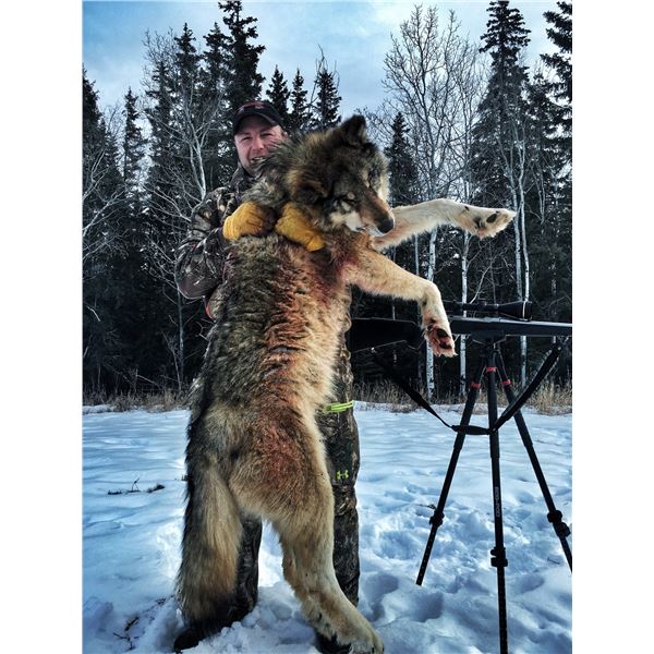 Alberta Wolf Hunt