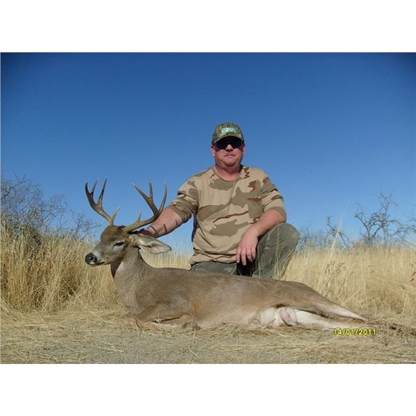 Coues Deer