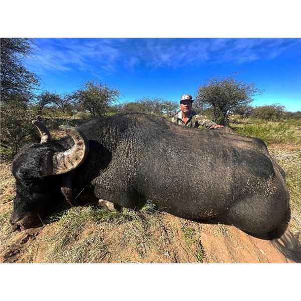 Water Buffalo Argentina