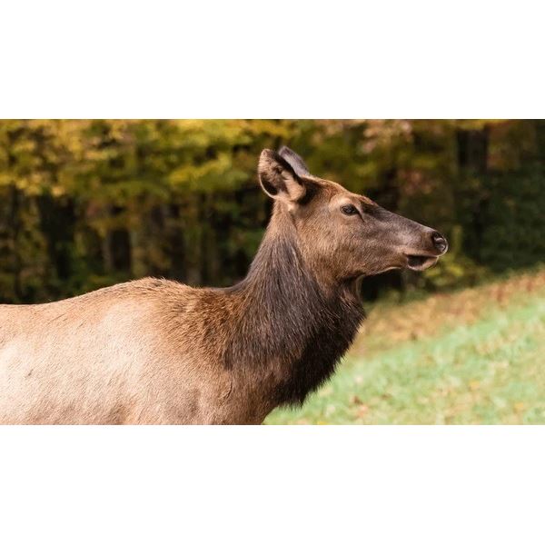 2 Day Cow Elk Hunt for 1 Hunter and 1 Non-Hunter