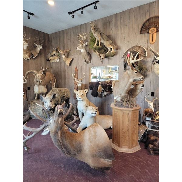 $1,000 Certificate for Taxidermy Work