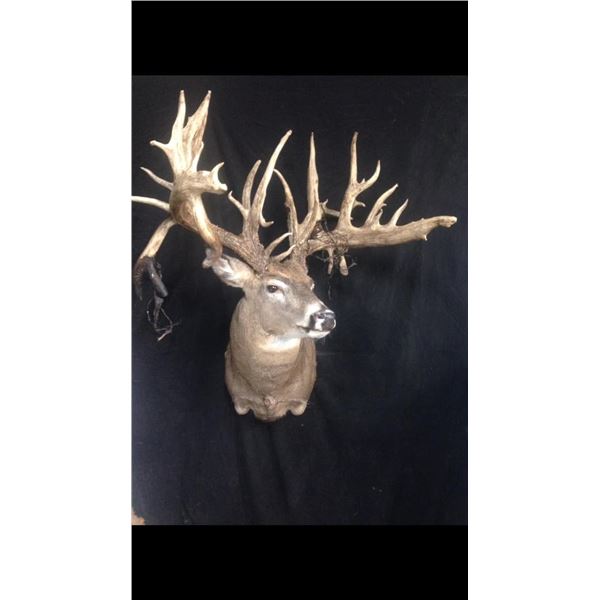 $500 Certificate for Taxidermy Work