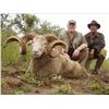 Image 2 : 7 Day Hunt for 1 Russian Boar, 1 Texas Dall Ram & 1 Multihorned Sheep for EACH of 2 Hunters (1:1 hun