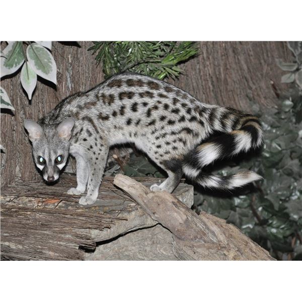 7 Day Hunt for 1 Steenbuck, 1 Common Duiker, 1 Genet Cat, 1 Porcupine and 1 Black Backed Jackal for