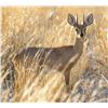 Image 2 : 7 Day Hunt for 1 Steenbuck, 1 Common Duiker, 1 Genet Cat, 1 Porcupine and 1 Black Backed Jackal for