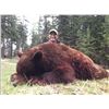 Image 2 : 5 Day Elk and Bear Hunt for 1 Hunter