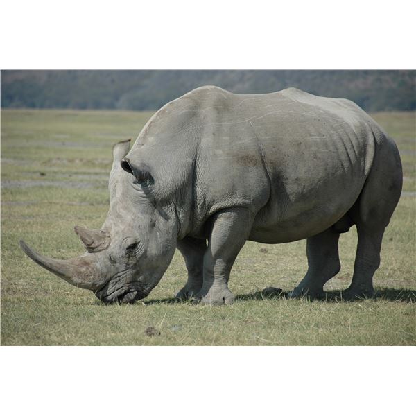 8 Day Safari for 1 White Rhino (up to 21 inch) for 1 Hunter and 1 Non-Hunter