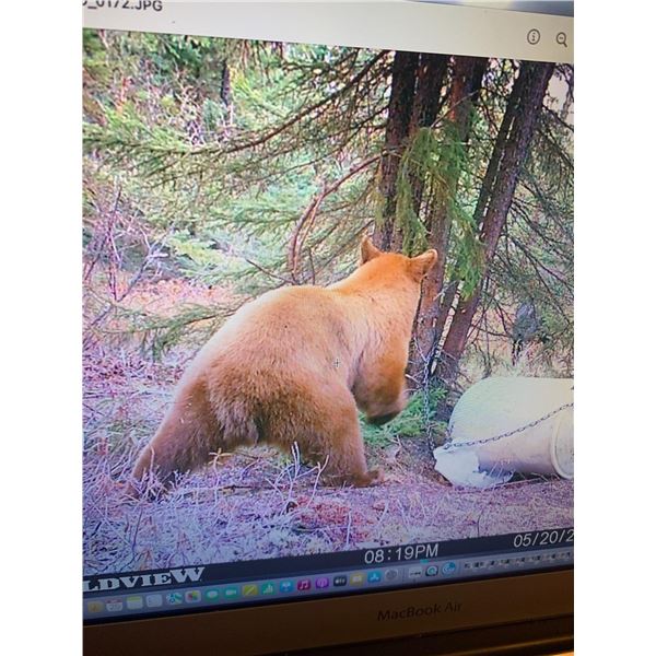 6 Day Drive-In Camp for Black Bear Hunt for 1 Hunter