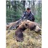 Image 2 : 6 Day Drive-In Camp for Black Bear Hunt for 1 Hunter