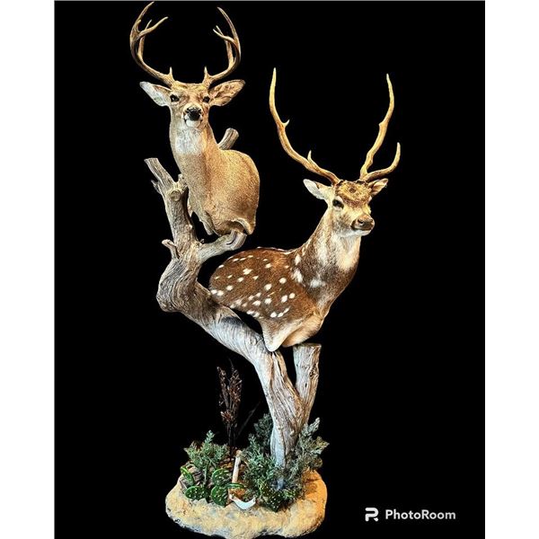 $1,000 Certificate for Taxidermy Work