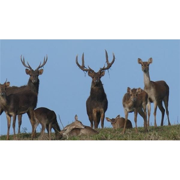 4 Day Rusa Deer Hunt for 1 Hunter and 1 Non-hunter