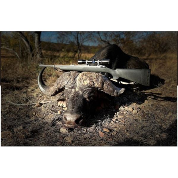 Vision Safaris Buffalo Hunt