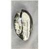 Image 2 : ORTHOCERAS FOSSIL DISPLAY LISTED RETAIL $50.00