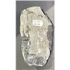Image 2 : 5" ORTHOCERAS FOSSIL SPECIMEN LISTED RETAIL $350.00