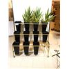 Image 1 : SUPPORT MOBILE POUR 11 POTS DE FLEURS 40"x24"x36"