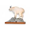 Image 1 : Mountain Goat Custom Full Taxidermy Mount