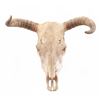 Image 1 : Cow Skull