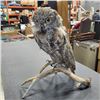 Image 2 : TAXIDERMY OWL