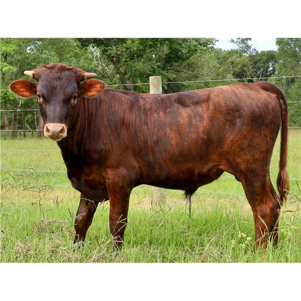 Scratch - C7 Iron Fiddler