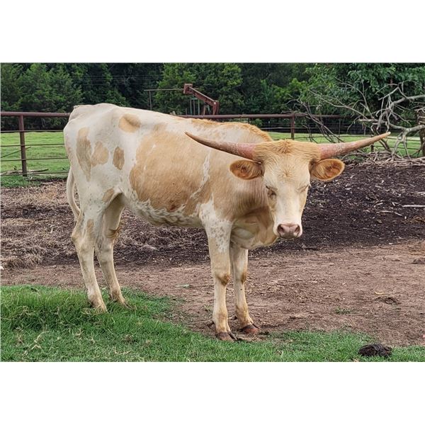 Wild Flower Cowgirl CPL